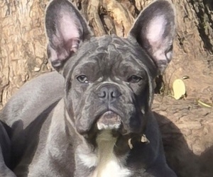French Bulldog Puppy for Sale in SPRINGFIELD, Oregon USA