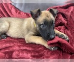 Small Photo #99 Belgian Malinois Puppy For Sale in REESEVILLE, WI, USA
