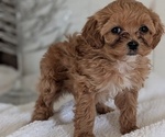 Small #13 Cavapoo (Miniature)