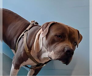 Mutt Dogs for adoption in Pasadena, CA, USA