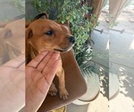 Small #8 Doberman Pinscher-Mountain Cur Mix