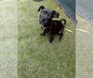 Pug-Unknown Mix Dogs for adoption in Tempe , AZ, USA