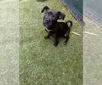 Small Pug Mix
