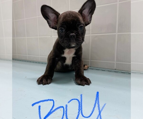 Medium Photo #1 French Bulldog Puppy For Sale in CLARE, IL, USA