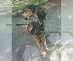 Small Photo #5 German Shepherd Dog Puppy For Sale in RICHMOND, VA, USA