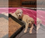 Small Photo #15 English Cream Golden Retriever Puppy For Sale in APPLE VALLEY, CA, USA