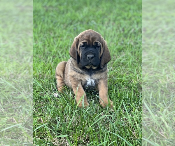 Medium Photo #10 Bloodhound-Mastiff Mix Puppy For Sale in COLCORD, OK, USA