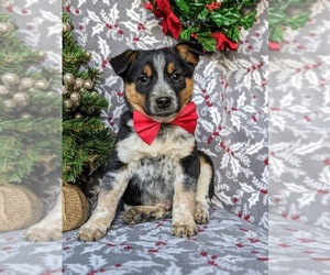 Australian Shepherd-Texas Heeler Mix Puppy for sale in HOLTWOOD, PA, USA