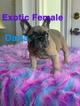 Small Photo #5 French Bulldog Puppy For Sale in FLUSHING, NY, USA