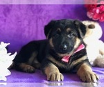 Small Photo #2 German Shepherd Dog Puppy For Sale in CLAY, PA, USA