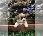 Small Photo #4 Pembroke Welsh Corgi Puppy For Sale in REDDING, CA, USA