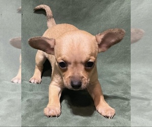 Chihuahua Puppy for sale in GLASGOW, KY, USA