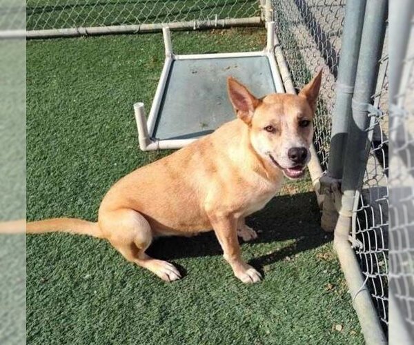 Medium Photo #15 Akita-Unknown Mix Puppy For Sale in Rockwall, TX, USA