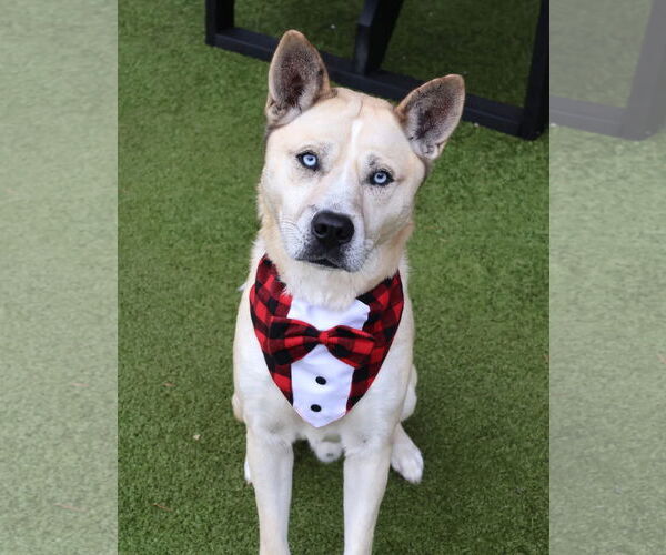 Medium Photo #9 Siberian Husky-Unknown Mix Puppy For Sale in Rockaway, NJ, USA