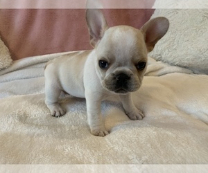 French Bulldog Puppy for sale in JOHNS ISLAND, SC, USA