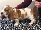 Small Photo #11 Basset Hound Puppy For Sale in DARLINGTON, MD, USA