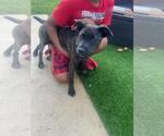 Small #1 Mutt