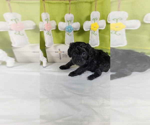 Medium Photo #3 Bernedoodle (Miniature) Puppy For Sale in BLACK FOREST, CO, USA