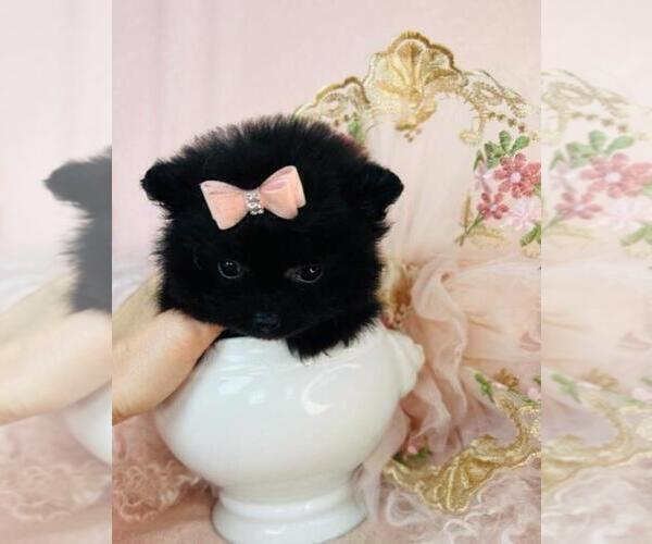 Medium Photo #32 Pomeranian Puppy For Sale in WEST PALM BEACH, FL, USA