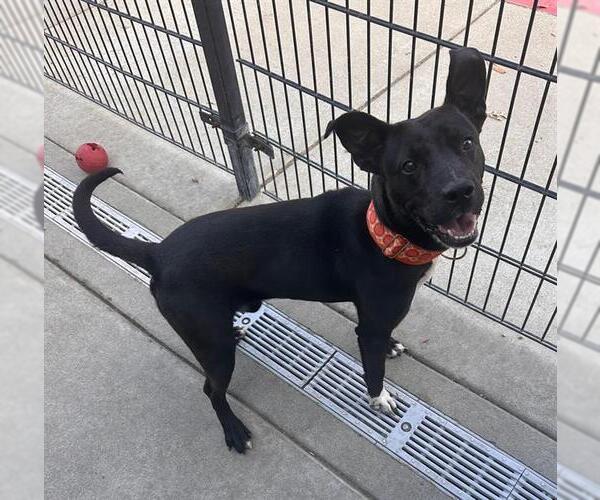 Medium Photo #2 American Pit Bull Terrier Puppy For Sale in Sacramento, CA, USA