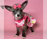 Small Photo #2 Chihuahua Puppy For Sale in BREA, CA, USA