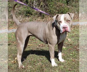 Mutt Dogs for adoption in Prattville, AL, USA