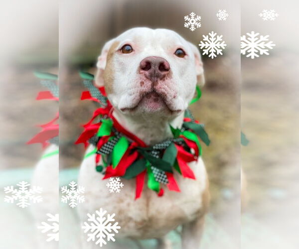 Medium Photo #22 American Bulldog-Unknown Mix Puppy For Sale in Calhoun, GA, USA