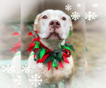 Small #21 American Bulldog Mix