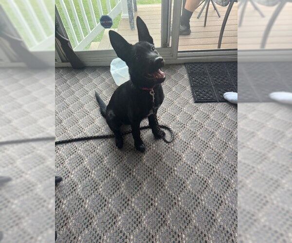 Medium Photo #2 Mutt Puppy For Sale in Imlay City, MI, USA