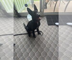 Small Photo #2 Mutt Puppy For Sale in Imlay City, MI, USA