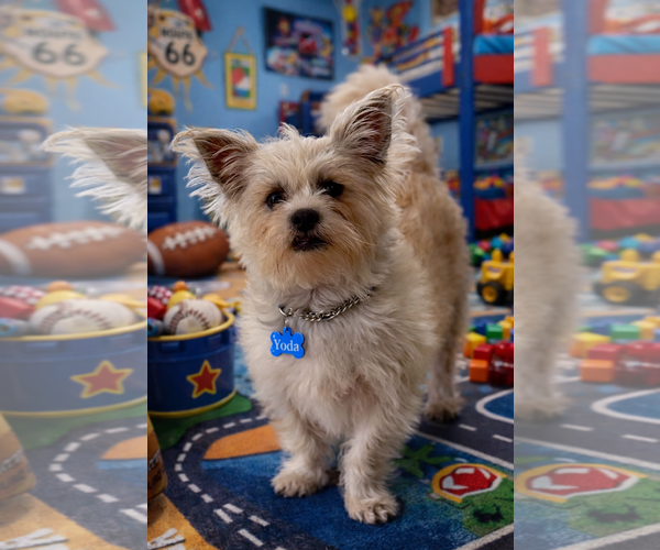 Medium Photo #2 Shih Tzu-Unknown Mix Puppy For Sale in Phoenix, AZ, USA