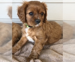 Cavalier King Charles Spaniel Puppy for sale in MIDLOTHIAN, VA, USA