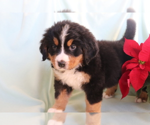Bernese Mountain Dog Puppy for sale in SHILOH, OH, USA