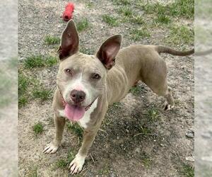 American Pit Bull Terrier-Unknown Mix Dogs for adoption in Conroe, TX, USA