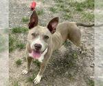 Small American Pit Bull Terrier Mix