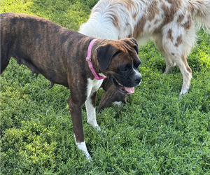Boxer Puppy for sale in KNOB NOSTER, MO, USA