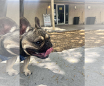 Small #2 French Bulldog