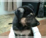 Small Photo #5 German Shepherd Dog Puppy For Sale in COLVILLE, WA, USA