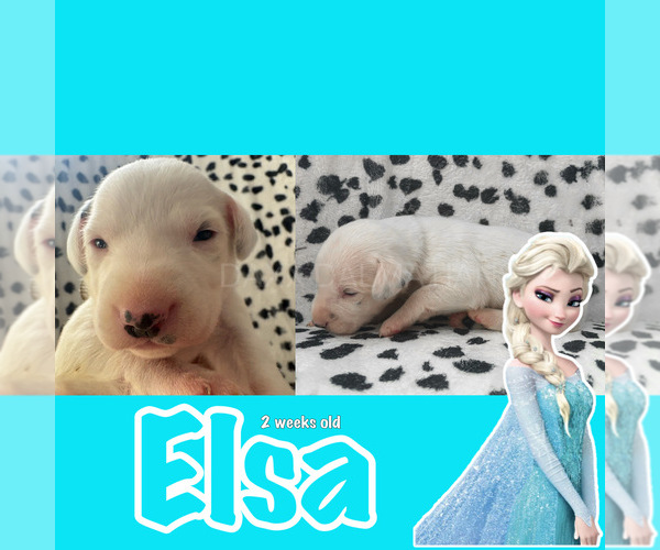 Medium Photo #2 Dalmatian Puppy For Sale in HIGHLAND, IL, USA