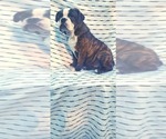 Puppy Brindle Female Olde English Bulldogge