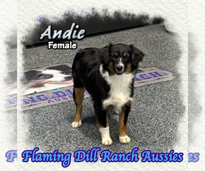 Miniature Australian Shepherd Puppy for sale in FORESTBURG, TX, USA