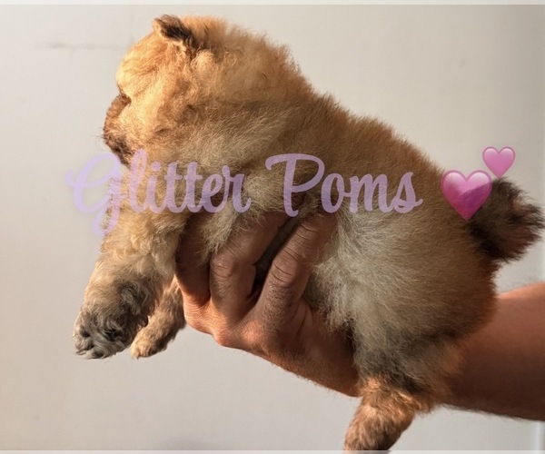 Medium Photo #2 Pomeranian Puppy For Sale in LEHIGH ACRES, FL, USA