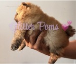 Small #1 Pomeranian
