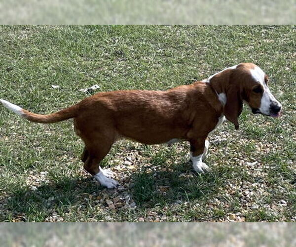 Medium Photo #2 Basset Hound Puppy For Sale in Deepwater, NJ, USA