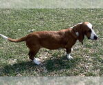 Small #1 Basset Hound