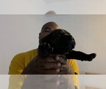 Puppy Puppy 2 Cane Corso