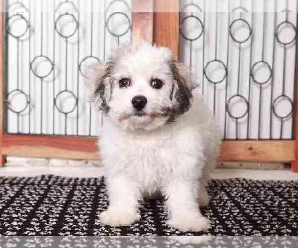 Medium Photo #1 Havachon Puppy For Sale in NAPLES, FL, USA