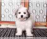 Small Photo #1 Havachon Puppy For Sale in NAPLES, FL, USA