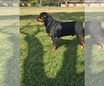 Small Photo #1 Rottweiler Puppy For Sale in DALLAS, TX, USA