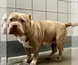 Bulldog Dogs for adoption in San Antonio, TX, USA